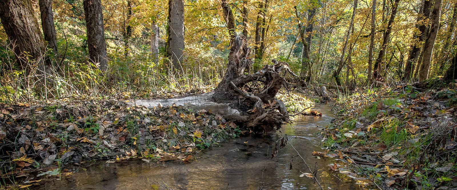 Oxbow Dabney Park